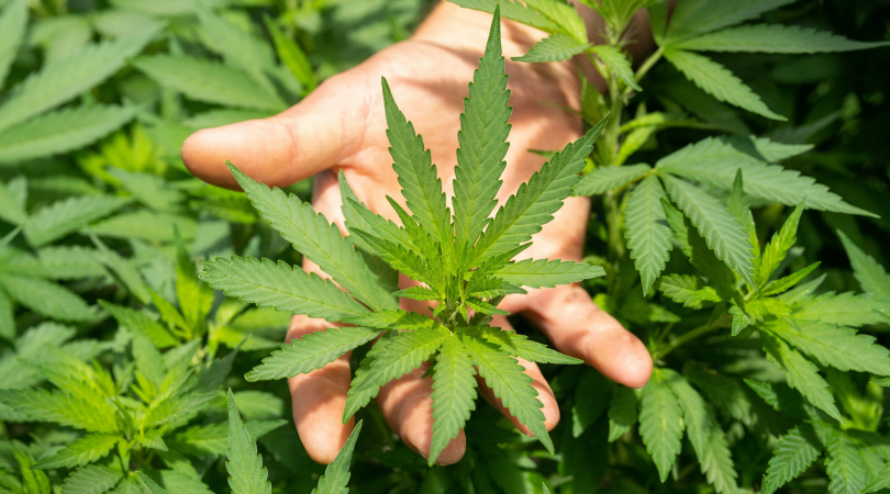 Hand holding a THCa flower.