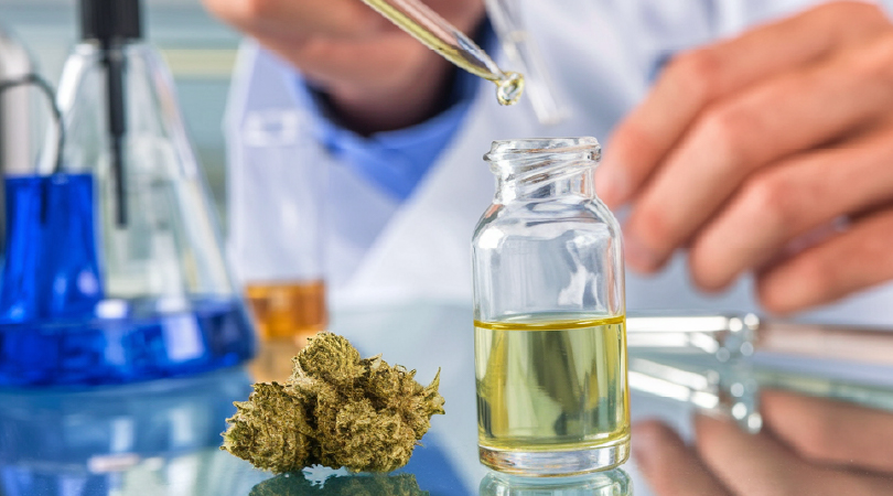 Man testing a thca bud in a lab.