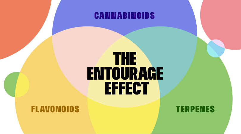 Venn diagram illustrating the Entourage Effect in cannabis, showing the overlapping roles of cannabinoids, flavonoids, and terpenes in enhancing therapeutic benefits.