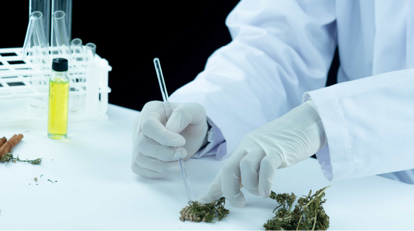Scientist analyzing cannabis flower in a lab with dropper and test tubes, representing the chemical differences between THCa and HHC.